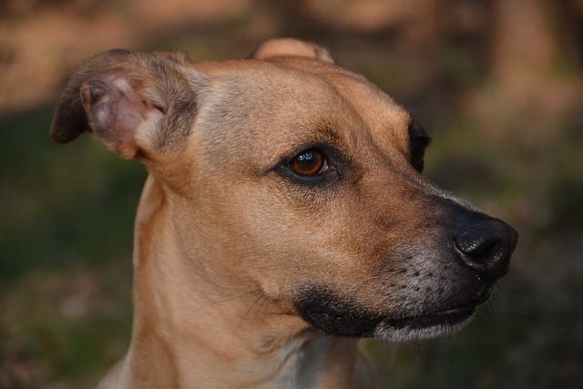 And of course, dogs may also pull their ears back to attend to sounds located behind them and evaluate a situation. This dog seems to be concentrated on something and ready for his next move
