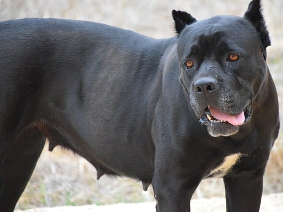 A Cane Corso with a "battle crop." The ear cropping stems from the olden days when this dog breed was used for hunting and animals could have injured its ears. Today, ears are often cropped short to make the dog look more powerful