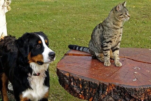 Many dogs will chase cats, and then once they have them cornered, they forget why they chased them in the first place