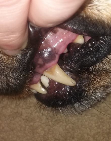Normal pigmentation seen in a dog. Notice how the blackened areas are not raised and how the gums are nice and pink.