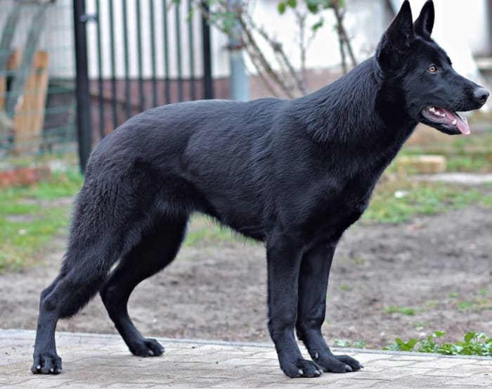 Does Neutering Affect a Male Dog's Size? The tall-and-lanky look is often seen in early-neutered dog as they grow taller and retain a gangly adolescent-like look.
