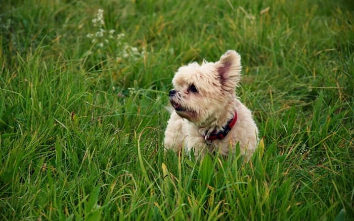 About Dogs Allergic to Grass - Dog Discoveries