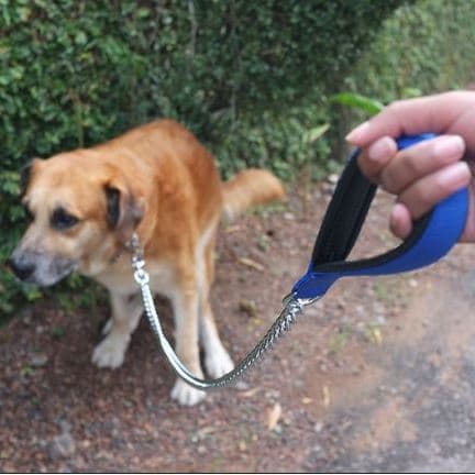 Flagyl, metronidazole for dog diarrhea is effective for several conditions affecting the digestive tract.