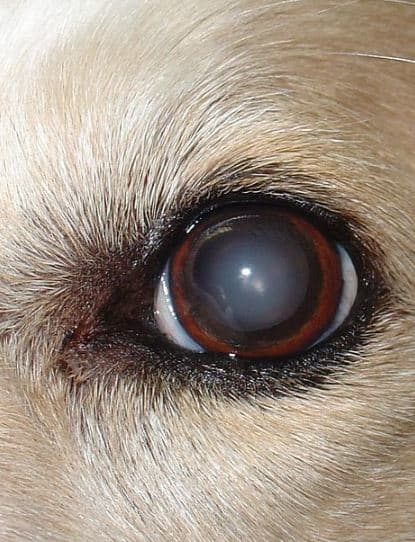 Nucelear Sclerosis Old Dog with Hazy Eyes - Dog Discoveries