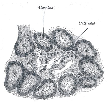 Pancreas of a dog. Alveolus in the illustration refers to the acinar cells which form circular clusters and produce pancreatic enzymes needed for digestion of food. Source: 1918 Anatomy of the Human Body