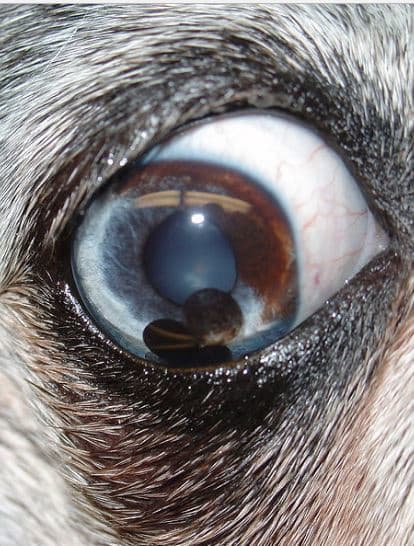 My Dog Has A Dark Area in the Eye's Iris - Dog Discoveries