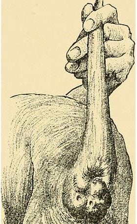 Source: : Diseases of the dog and their treatment by Müller, Georg Alfred, 1911