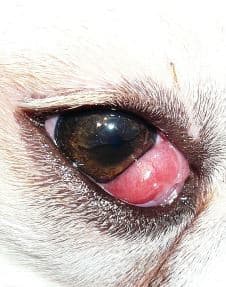 Dog Cherry Eye Surgery Costs and Procedure - Dog Discoveries