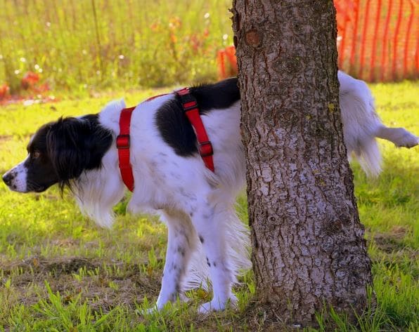 For a dog to stay healthy, its urinary tract must filter, pull wastes from the blood and excrete them.