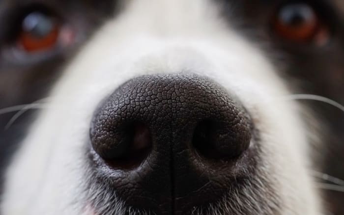 help-my-dog-keeps-licking-his-nose-dog-discoveries