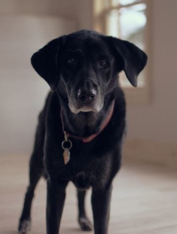 Is gabapentin making your dog wobbly?