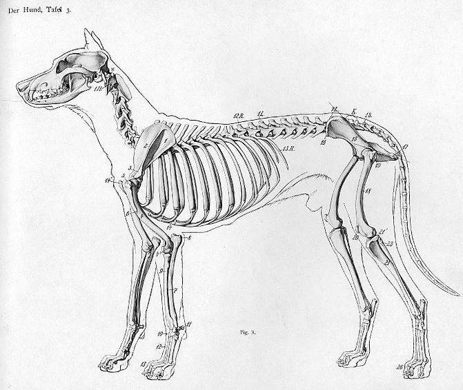 Animal anatomical engraving from Handbuch der Anatomie der Tiere für Künstler' - Hermann Dittrich, illustrator, public domain