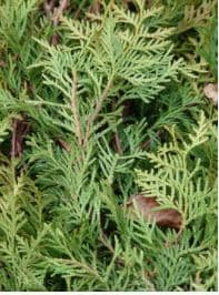 The Use of Thuja For Dog Vaccinosis - Dog Discoveries