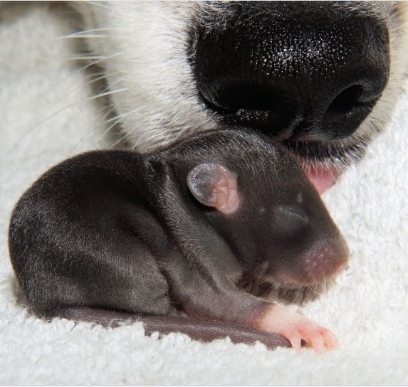 causes-of-dog-bleeding-from-the-mouth-dog-discoveries