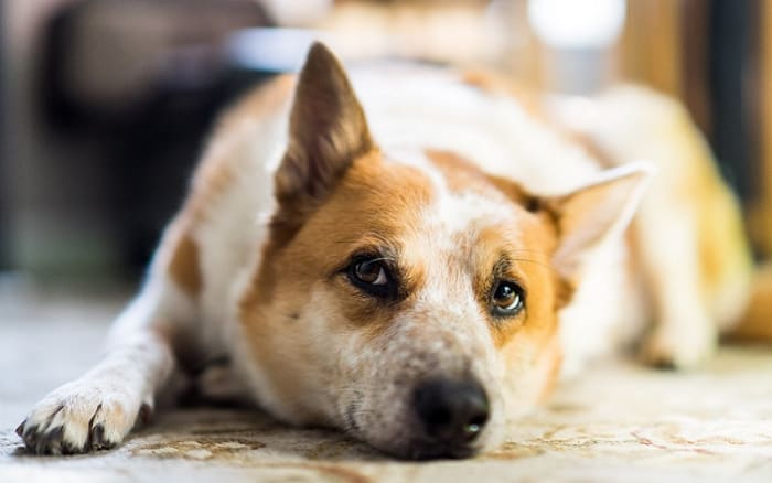 Rib Bone Cancer in Dogs - Dog Discoveries