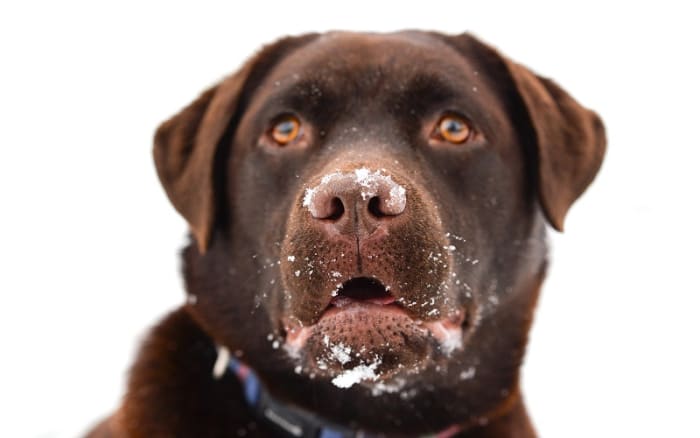 gabapentin dog wobbly