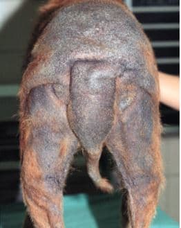 Skin Pigmentation Changes in Dogs. This dog has thickened, dark and leathery skin. Source: Wikimedia Commons