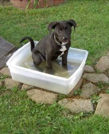A cool bath can help dog scooting after grooming.