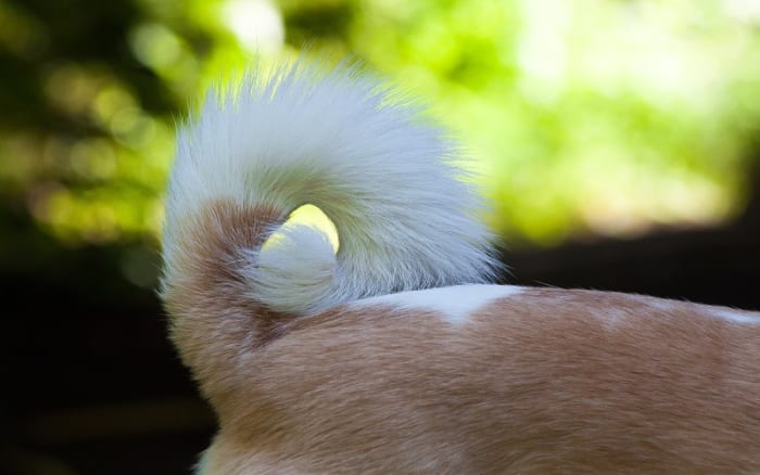 Causes of a Dog's Tail Hanging Low - Dog Discoveries