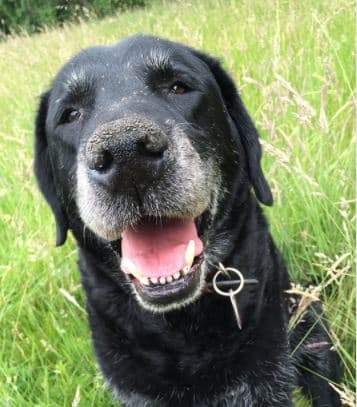 dogs allergic to grass