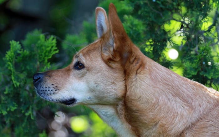 why-is-my-dog-s-nose-always-dripping-dog-discoveries