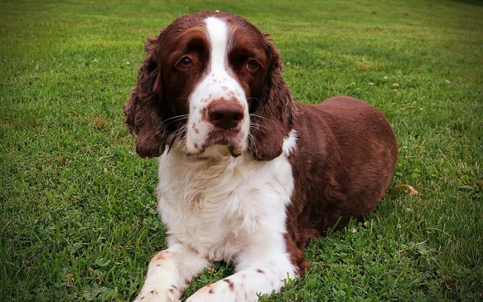 is gabapentin good for muscle pain in dogs