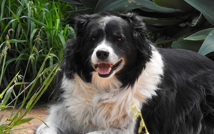 gabapentin dog side effects hunger