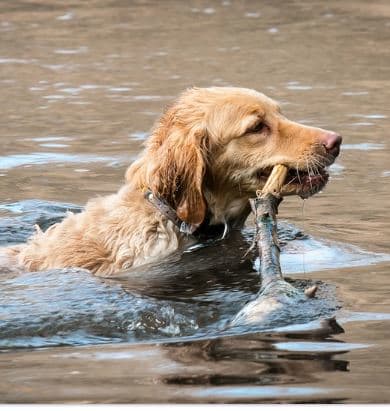 A dog's tail hanging low may be due to limber tail which occurs often after the dog swims in cold water.