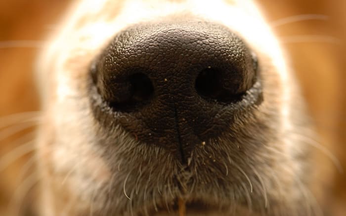 help-my-dog-s-nose-is-peeling-dog-discoveries