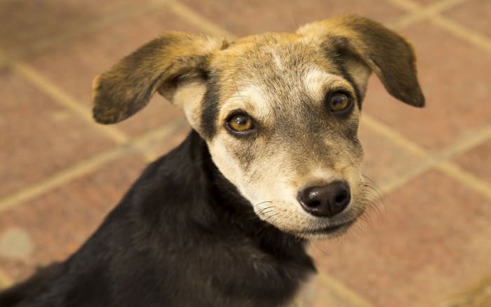 gabapentin dogs back pain