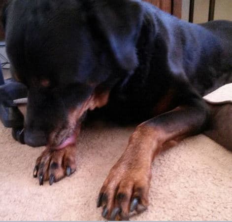 Paw licking can be a sign of inflamed paws.