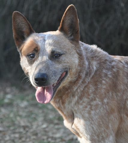 What is a Queensland Heeler? - Dog Discoveries