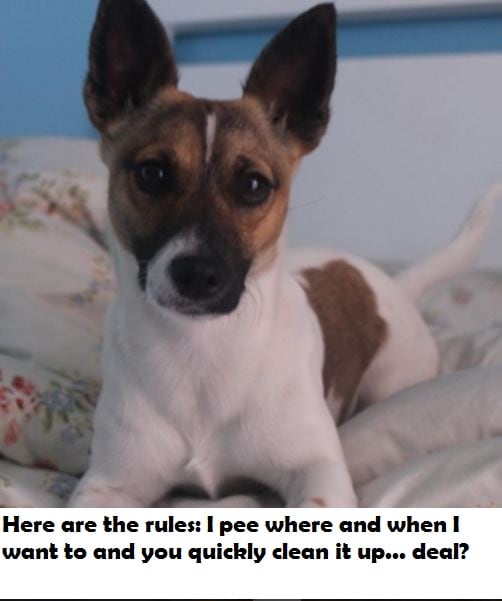 parson-terrier