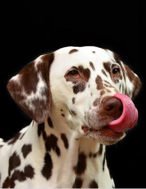 Dog tongues help clean up runny noses and that hint of drool formed upon watching you prepare his food