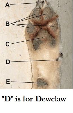 dog dewclaw