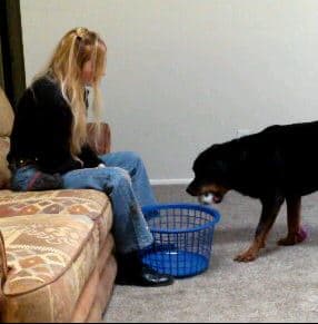 Picking up a toy, carrying it to a basket and dropping it in it, is an example of a behavior chain of desirable behaviors.