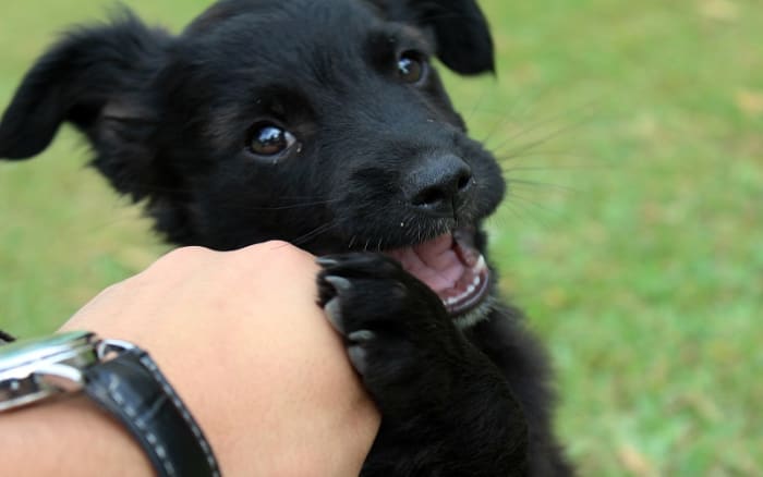 Puppy Biting Feet and Hands
