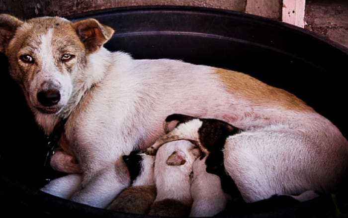  Wie viele Würfe kann ein Hund haben?