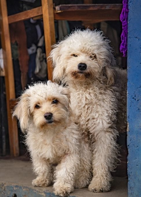 What Happens if a Little Dog Gets Pregnant By a Big Dog?