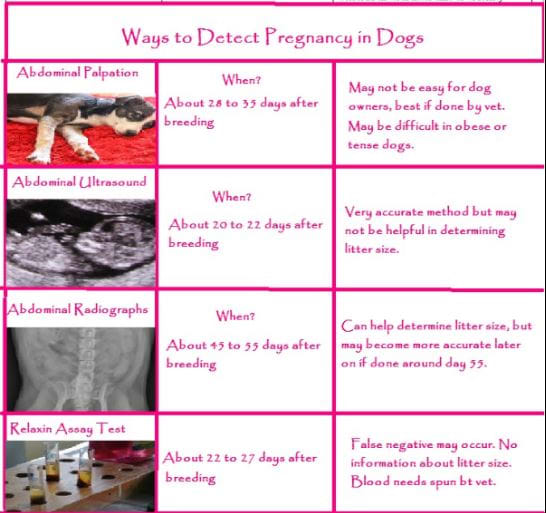 Dog Pregnancy Chart