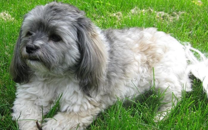 Understanding a dog s stages of labor dog discoveries