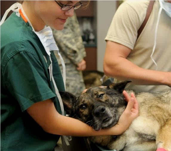 c section procedure dog