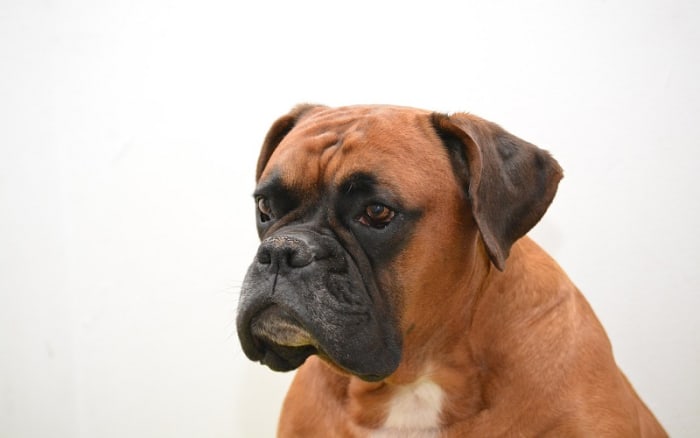 head-bobbing-in-boxer-dogs-dog-discoveries