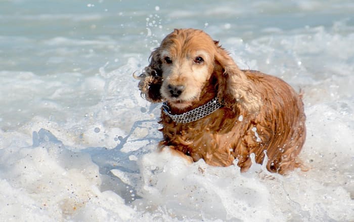 home-remedies-for-swimmer-s-ear-in-dogs-dog-discoveries