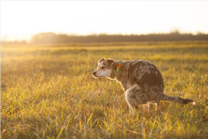 Heavy worm infestations may cause dogs to develop inflammation and accompanying diarrhea after being dewormed.