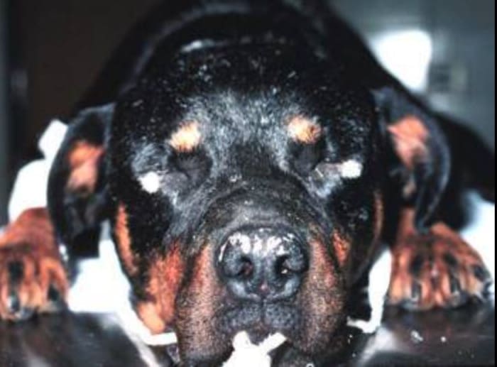 Rottweiler with vitiligo (notice the white hair areas under eyes and abnormal nose color) Source: Wikimedia CC BY-SA 3.0