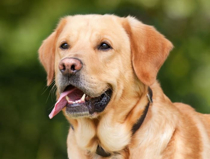 The Labrador breed standard calls for a black nose on black or yellow Labs, and a brown nose on chocolates. This yellow Lab has a flesh-colored, Dudley nose.