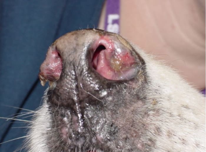 Dog with discoid lupus, Wikimedia, Creative CommonsundefinedAttribution-Share Alike 3.0 Unported