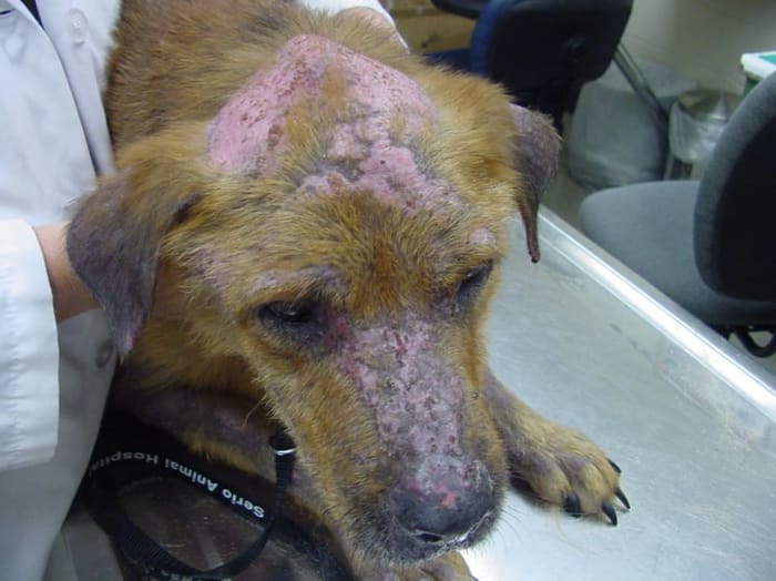 Canine pemphigus foliaceus, Wikimedia, Creative CommonsundefinedAttribution-Share Alike 3.0 Unported