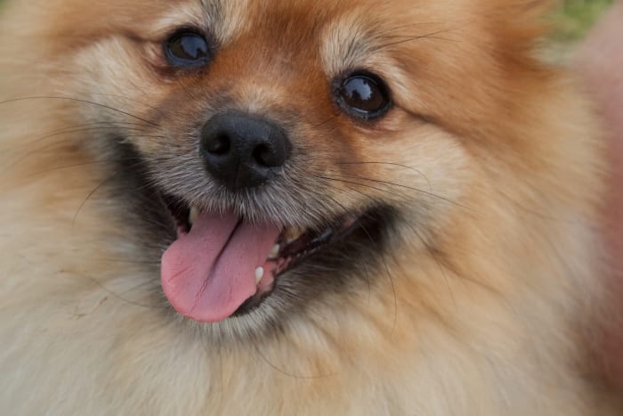 Dogs do not only "smile" with their mouth. You can see the joyful expression in happy dogs based on their happy panting and bright eyes.